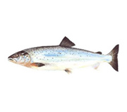 Atlantik somonu (Salmo Salar)