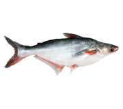 Pangasius (Pangasius Hypothalmus)